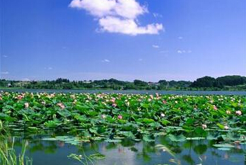 荊州洪湖藍田生態園拓展基地